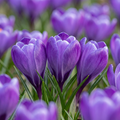 Blauwe krokus – 30 bloembollen (bolmaat 7/8)