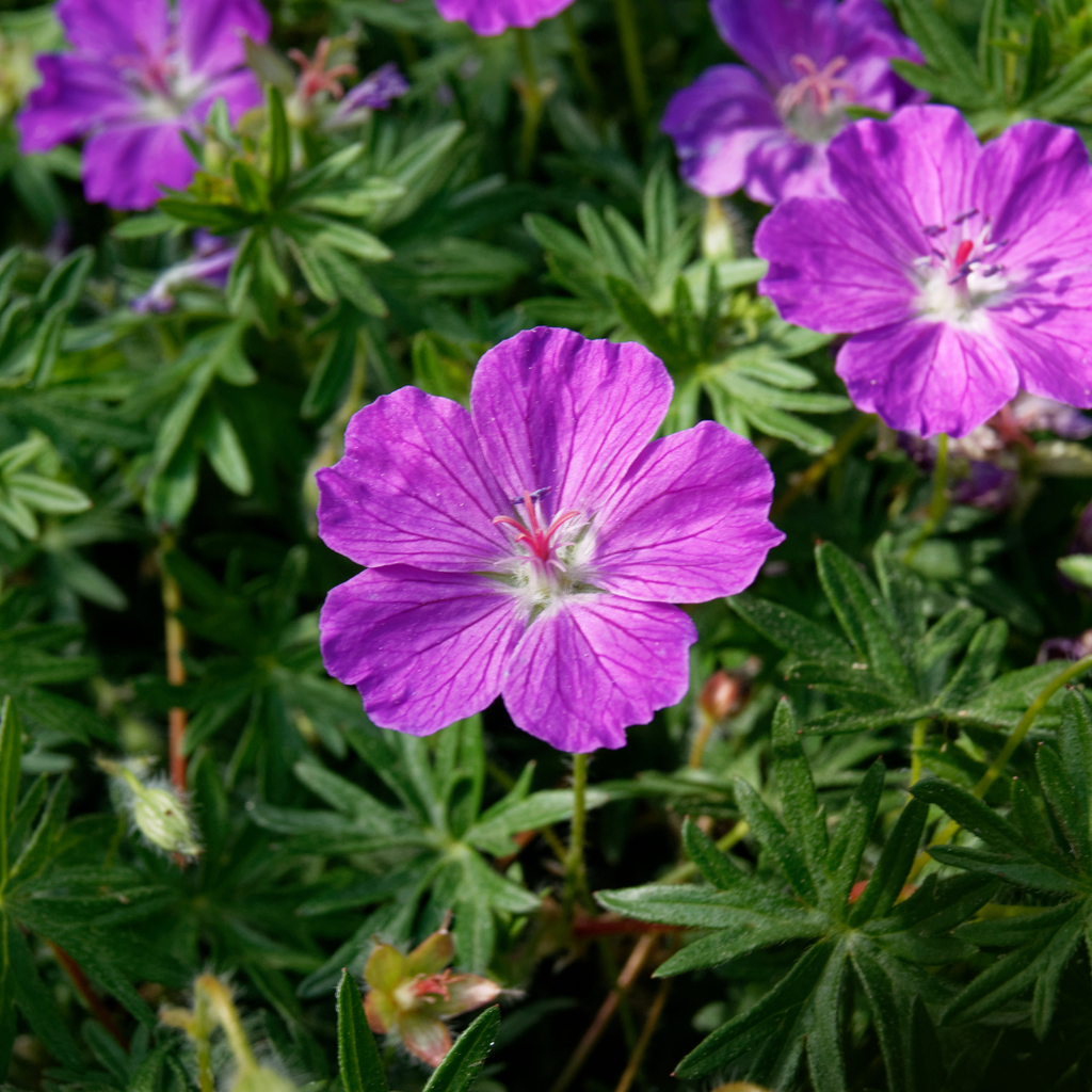 Geranium sanguineum (géranium sanguin) – 24 plants, Ø9 cm, 10–25 cm de haut – photo 7