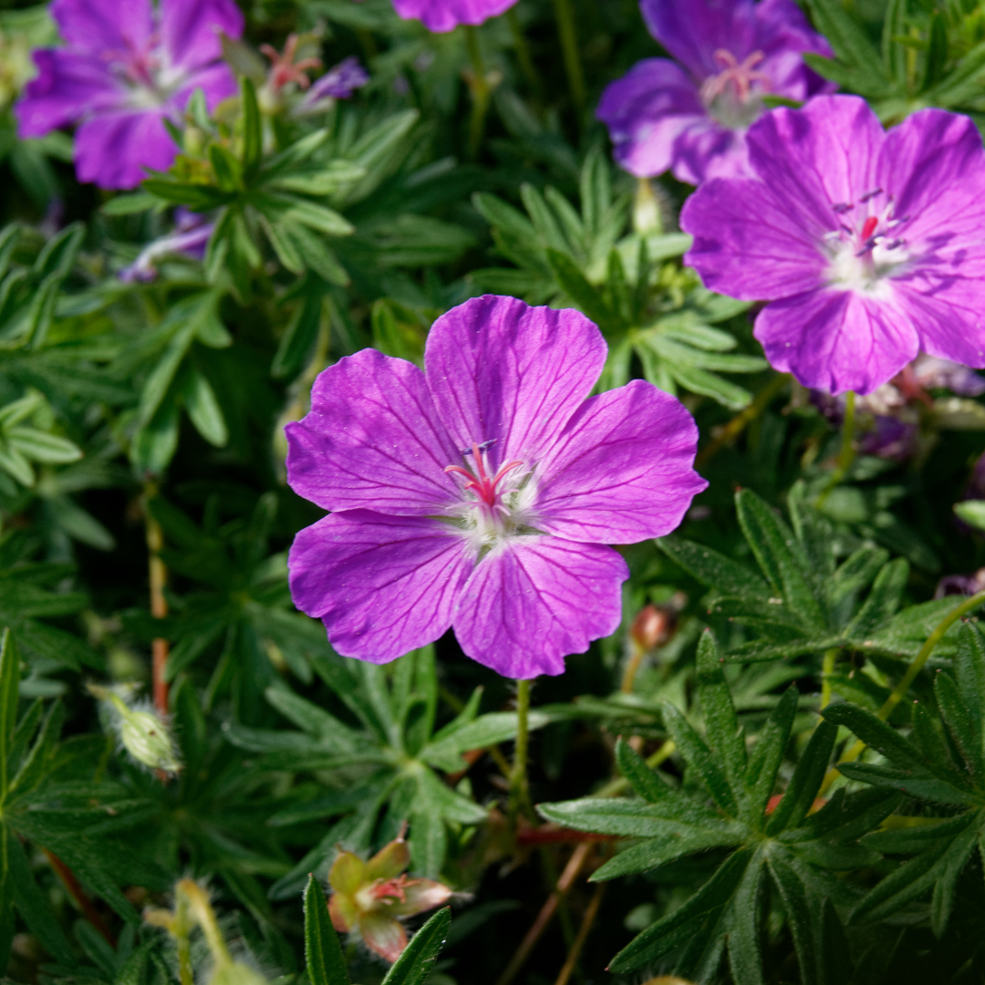 Geranium sanguineum (géranium sanguin) – 24 plants, Ø9 cm, 10–25 cm de haut – photo 7