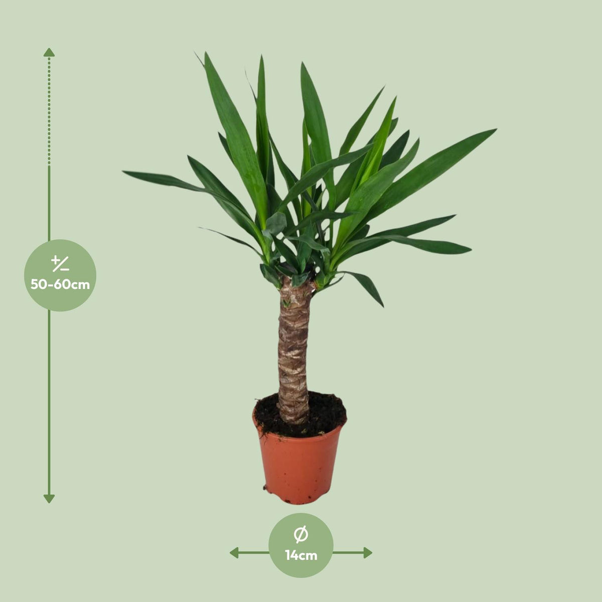 Yucca – Ø14 cm, 60 cm høj
