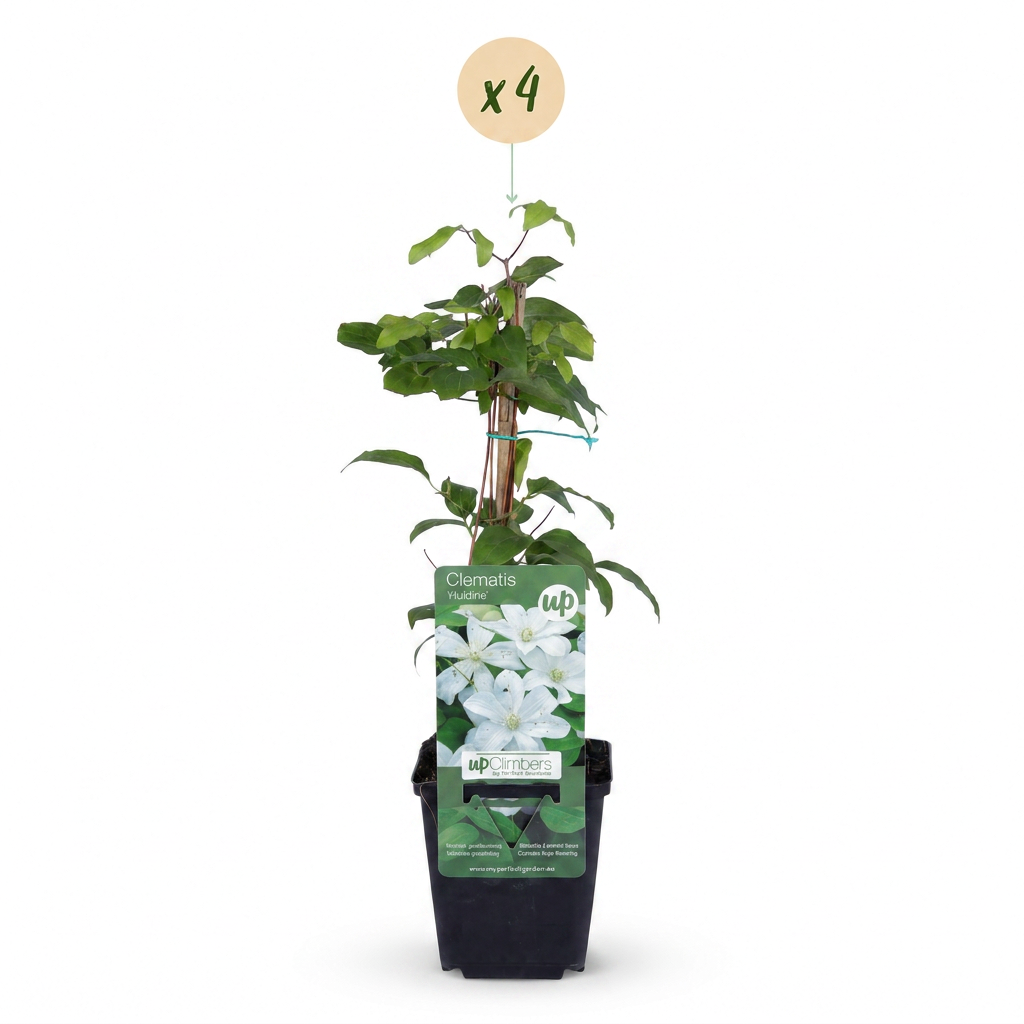 Clematis 'Jackmanii Huldine' (grimpette) – blanc – 4 plantes, Ø9 cm, 35 cm de haut – photo 2