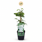 Clematis 'Jackmanii Huldine' (grimpette) – blanc – 4 plantes, Ø9 cm, 35 cm de haut