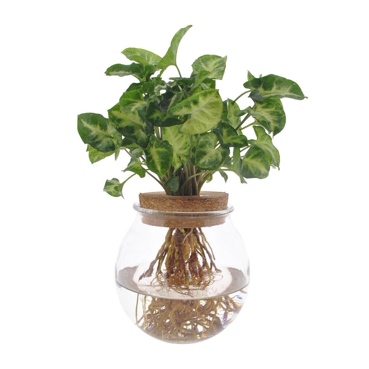 Syngonium Pixie – Ø 12 cm, 30 cm hoch