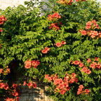 Campsis radicans 'Madame Galen' (trompetenförmige Kletterpflanze) – orange – 2 Pflanzen, Ø 11 cm, 40 cm hoch