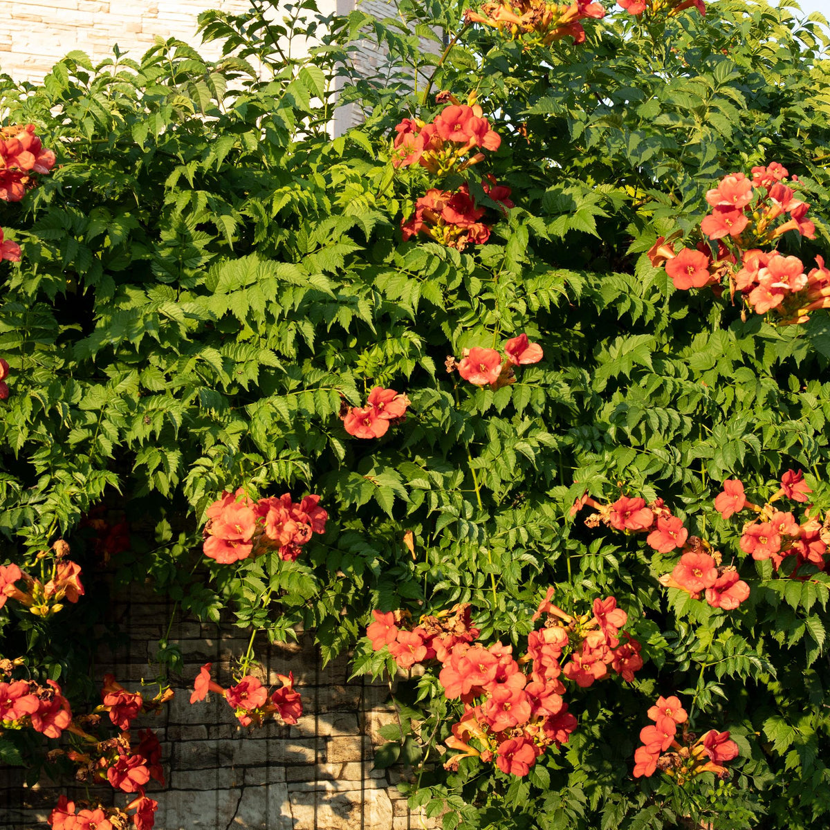 Campsis radicans 'Madame Galen' (trompetenförmige Kletterpflanze) – orange – 2 Pflanzen, Ø 11 cm, 40 cm hoch – Bild 5