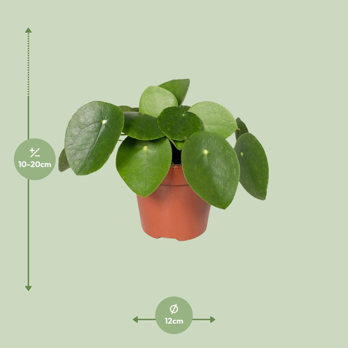 Pilea peperomiodes – Ø 12 cm, 20 cm hoch