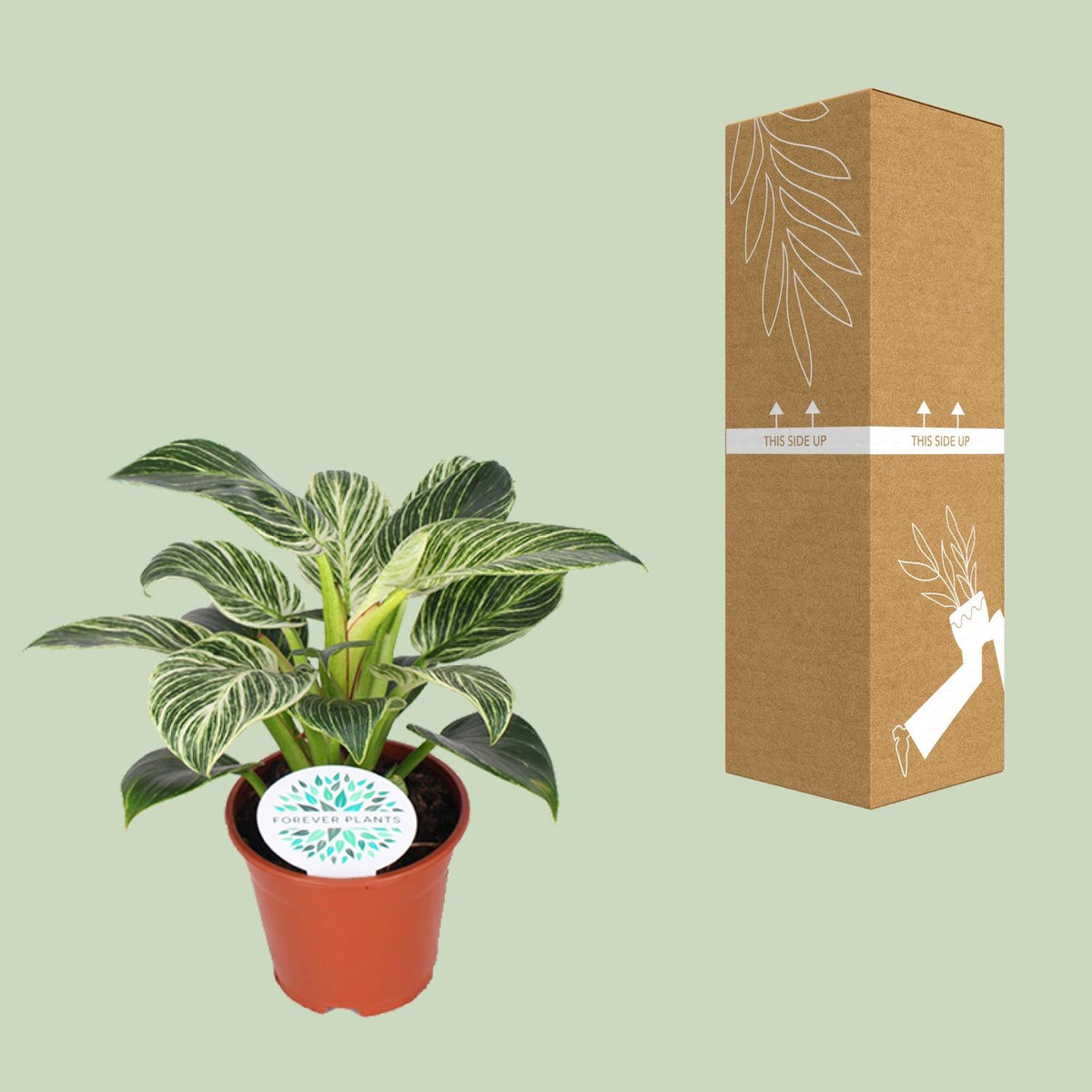 Philodendron Birkin – Ø14 cm, 25 cm høj