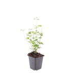 Agastache 'Black Adder' (Königskerze) – 12 Pflanzen, Ø9 cm, 10–25 cm hoch