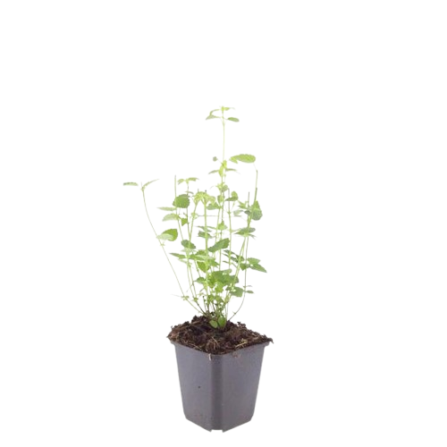Agastache 'Black Adder' (Königskerze) – 12 Pflanzen, Ø9 cm, 10–25 cm hoch