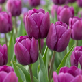 Tulpe 'Triumph Purple' – 60 Blumenzwiebeln (Zwiebelgröße 11/12)