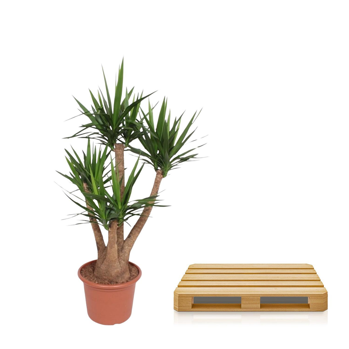 Yucca elephantipes verzweigt – Ø 45 cm, 170 cm hoch