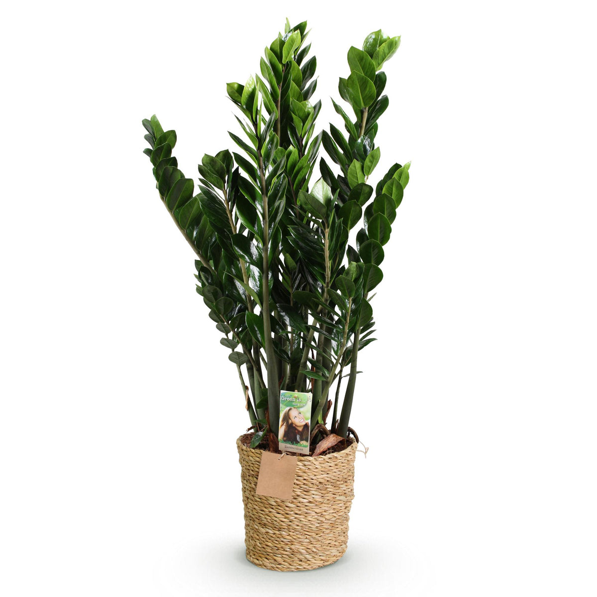 Zamioculcas (zz-plant) met mand – Ø21 cm, 80–90 cm hoog