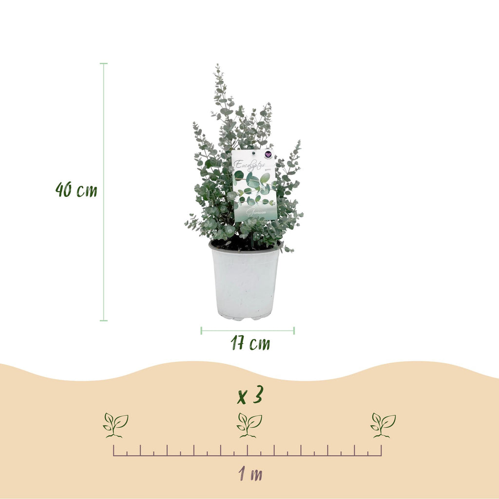 Eukalyptusbaum – 6 Pflanzen, Ø 17 cm, 40 cm hoch – Bild 3