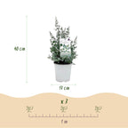 Eukalyptusbaum – 6 Pflanzen, Ø 17 cm, 40 cm hoch