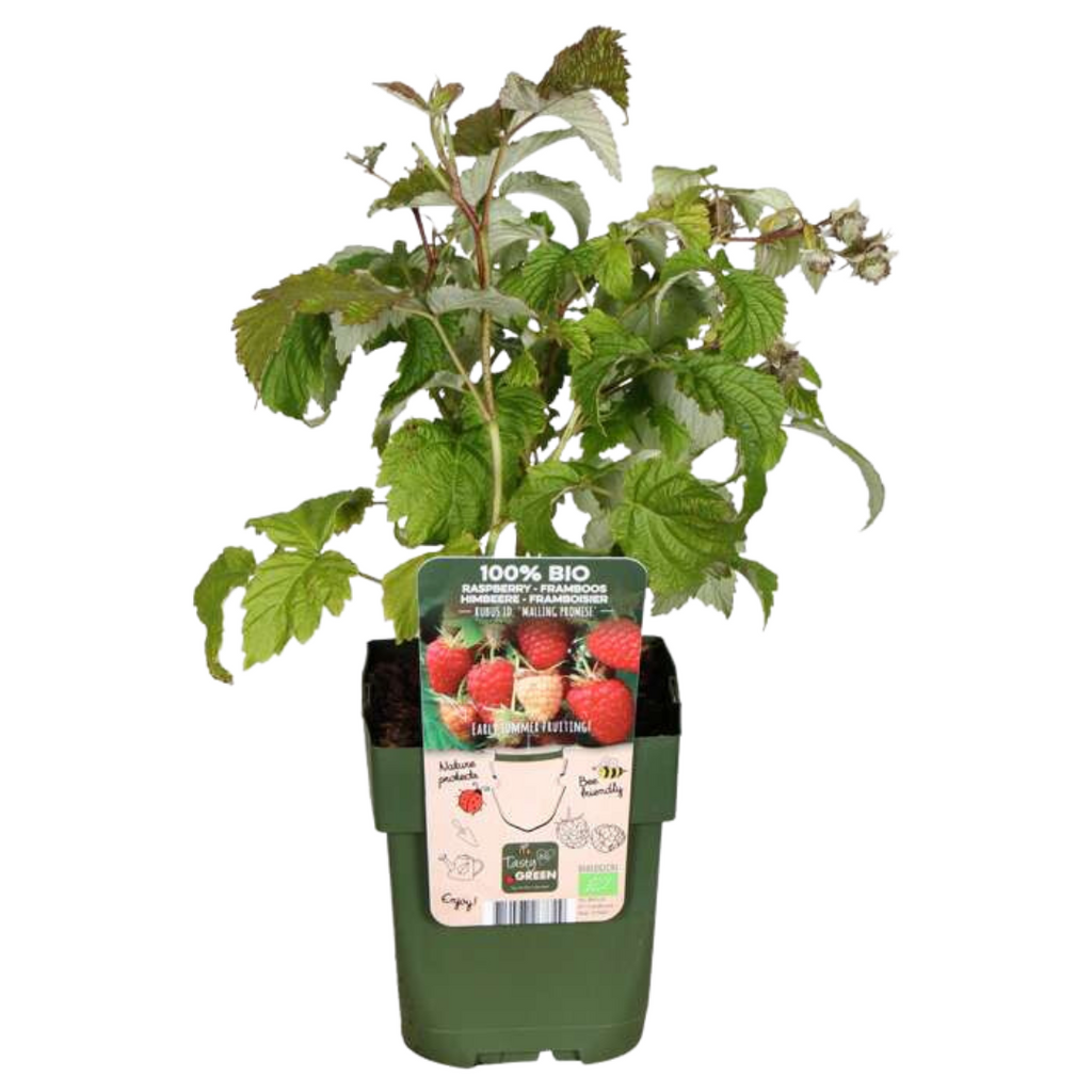 Raspberry (Rubus idaeus) organic – 6 plants, Ø13 cm, 20 cm high – photo 7