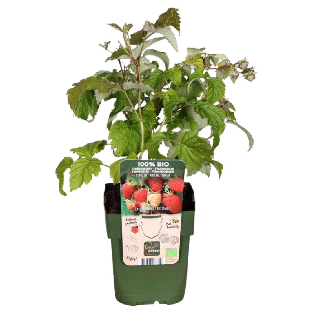Raspberry (Rubus idaeus) organic – 6 plants, Ø13 cm, 20 cm high – photo 7