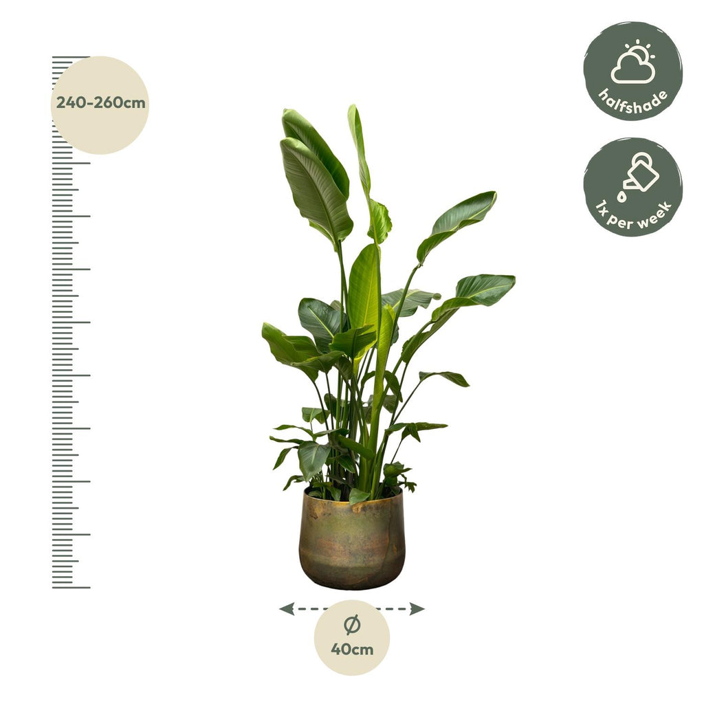 Strelitzia nicolai Deluxe XXL (White Bird of Paradise) – Ø40 cm, 250 cm high – photo 2