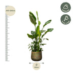 Strelitzia nicolai Deluxe XXL (White Bird of Paradise) – Ø40 cm, 250 cm high