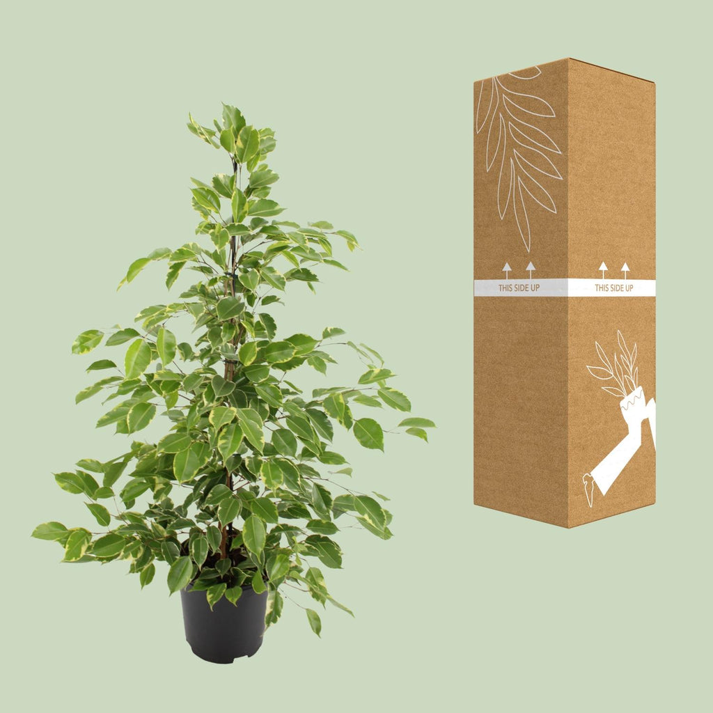 Ficus benjamina Goldenking (Weiner-Ficus) – Ø 21 cm, 95 cm hoch