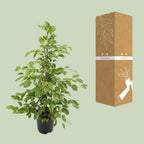 Ficus benjamina Goldenking (Weiner-Ficus) – Ø 21 cm, 95 cm hoch