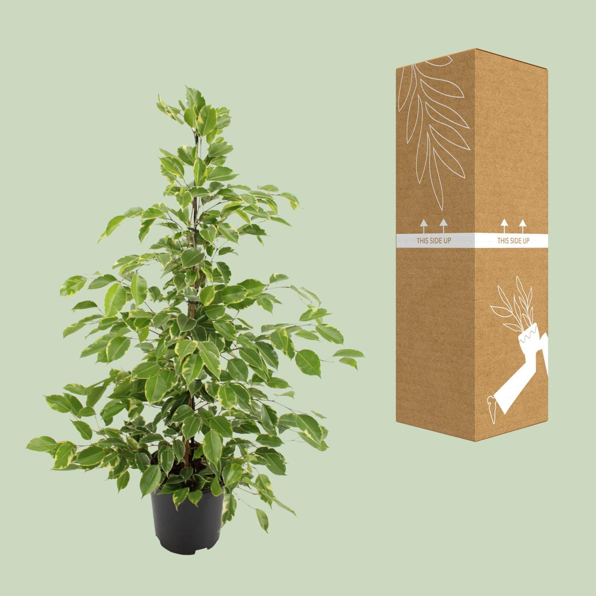 Ficus benjamina Goldenking (grædefigus) – Ø21 cm, 95 cm høj