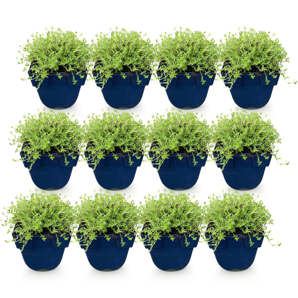 Thymus praecox 'Albiflorus' (vit kryp-timjan) – 12 plantor, Ø11 cm, 15–25 cm höga – bild 2