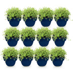 Thymus praecox 'Albiflorus' (vit kryp-timjan) – 12 plantor, Ø11 cm, 15–25 cm höga