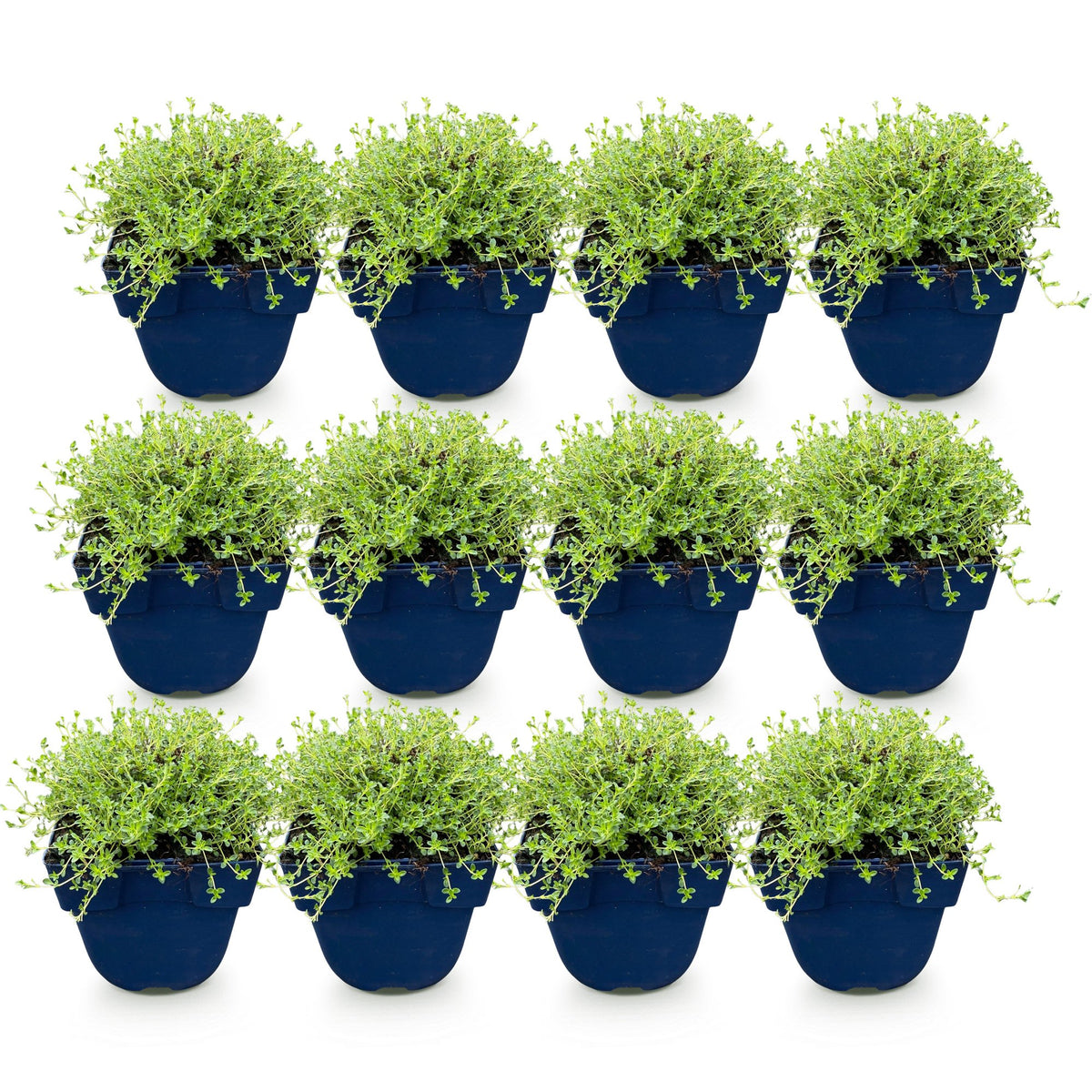Thymus praecox 'Albiflorus' (witte kruiptijm) – 12 planten, Ø11 cm, 15–25 cm hoog