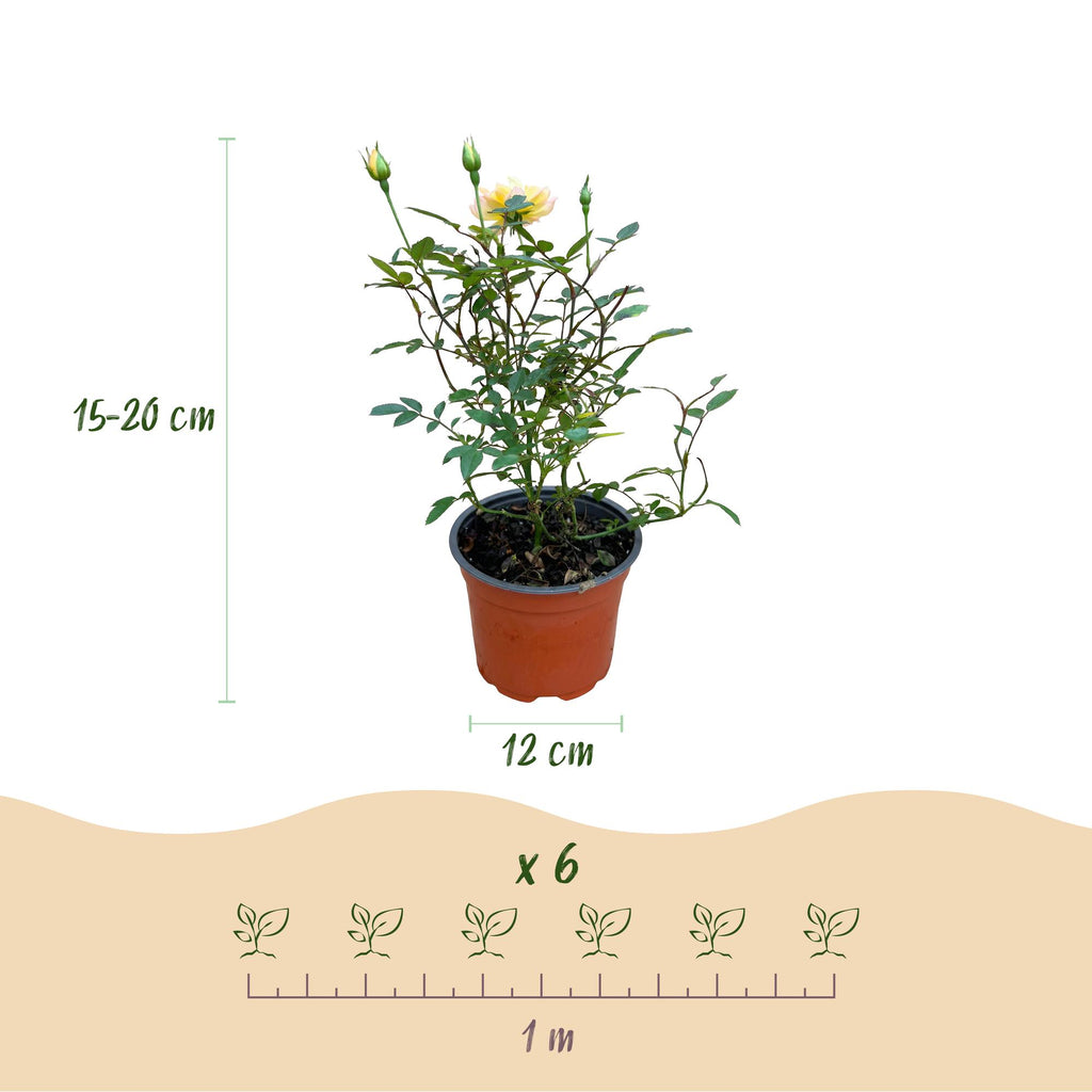 Rosa 'Tricolor Fairy' (Rose) – rosa-gelb – Ø12 cm, 20–25 cm hoch – Bild 5