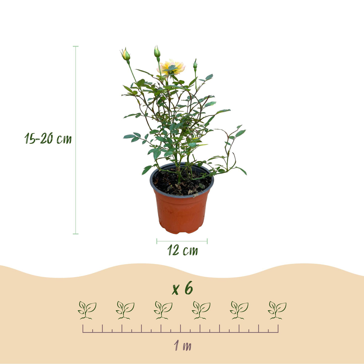 Rosa 'Tricolor Fairy' (Rose) – rosa-gelb – Ø12 cm, 20–25 cm hoch – Bild 5