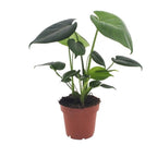 Monstera deliciosa (hulplant) – Ø12 cm, 30 cm høj