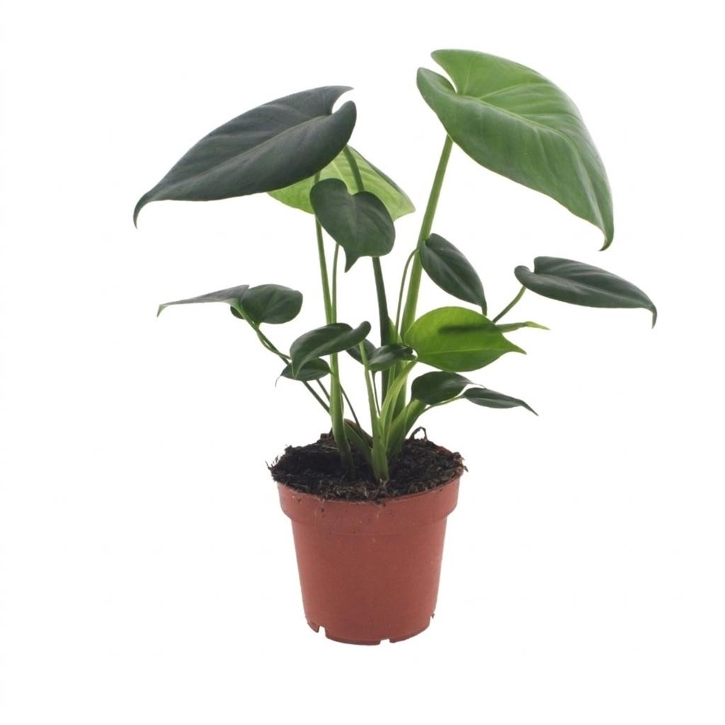 Monstera deliciosa (hulplant) – Ø12 cm, 30 cm høj