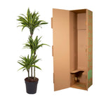 Dracaena Lemon Lime (drakenboom) – Ø24 cm, 160 cm hoog