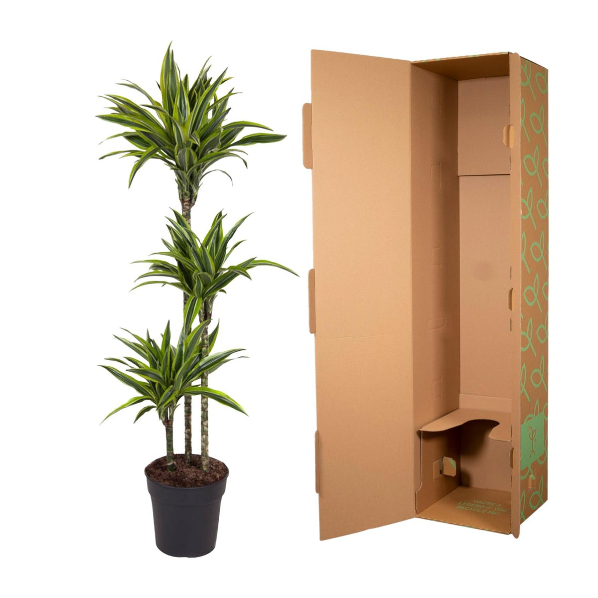 Dracaena Lemon Lime (drakenboom) – Ø24 cm, 160 cm hoog