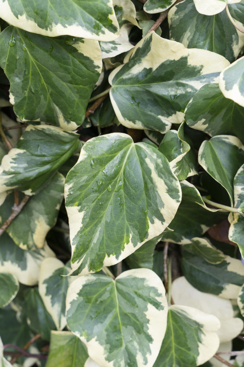 Hedera colchica 'Dentata Variegata' (ivy) – Ø15 cm, 65 cm high – photo 2