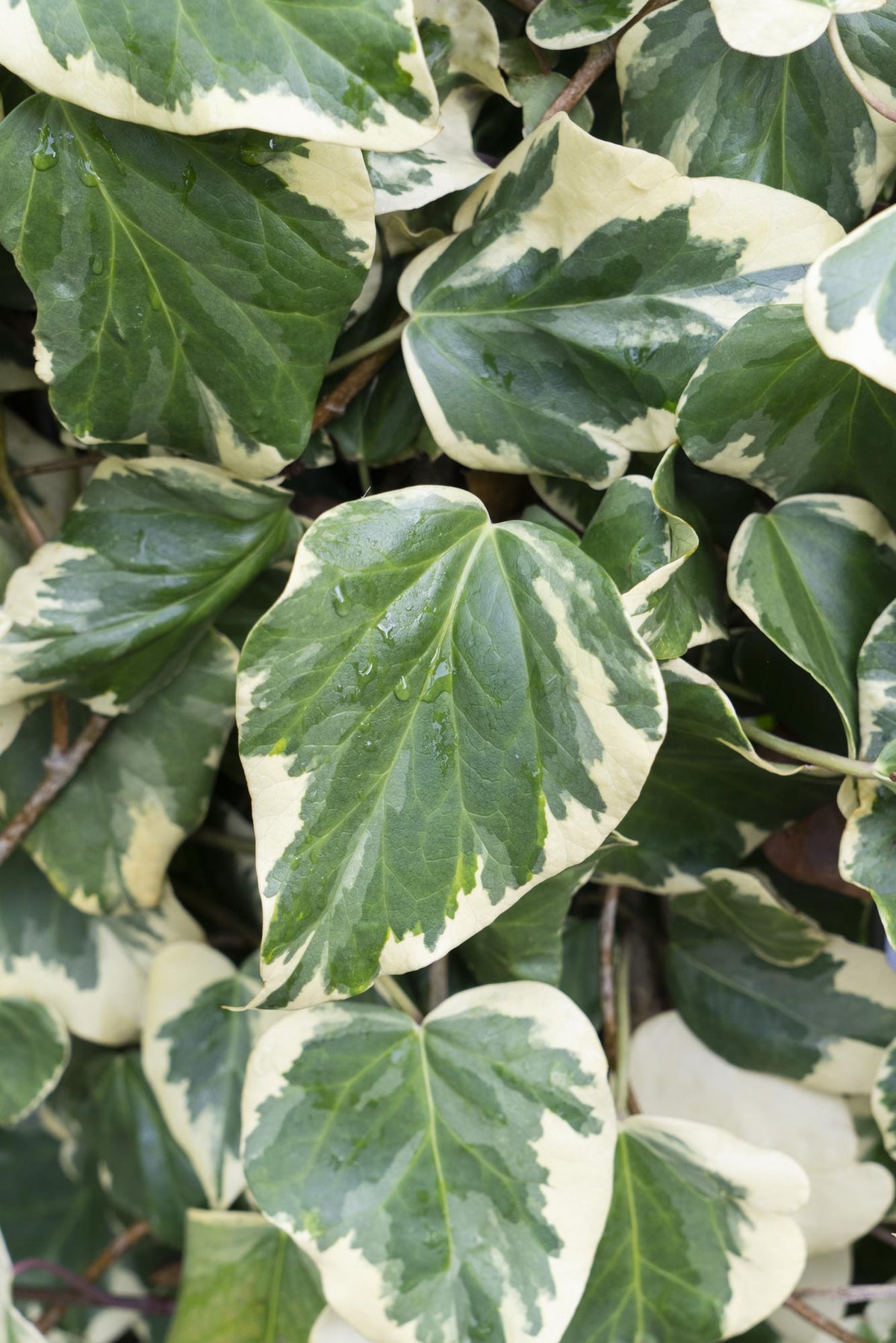 Hedera colchica 'Dentata Variegata' (klimop) – Ø15 cm, 65 cm hoog – foto 2