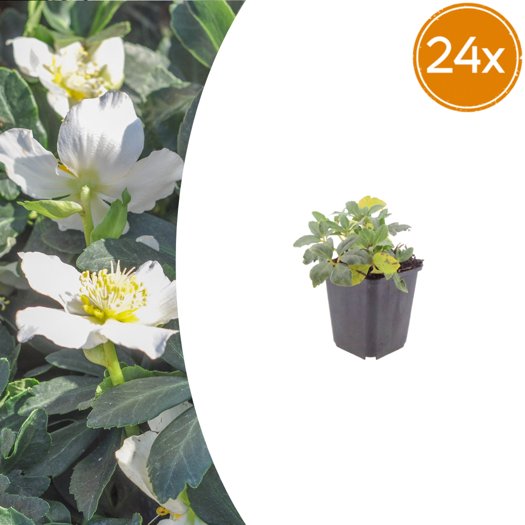 Helleborus orientalis (Christrose) – 24 Pflanzen, Ø9 cm, 10–25 cm hoch