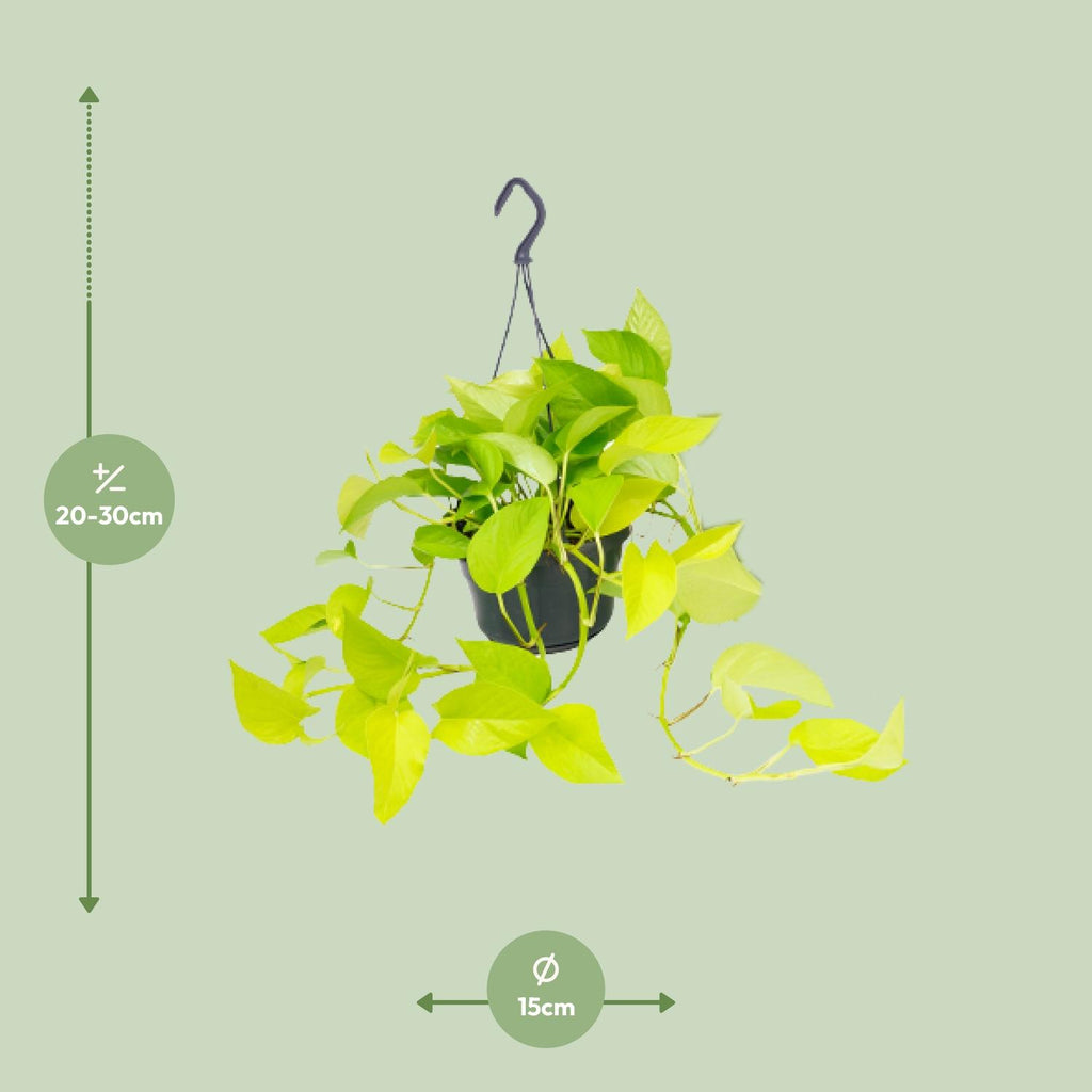 Epipremnum Golden Pothos (scindapsus) – Ø15 cm, 25 cm høj