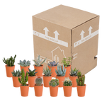 15× Cactus and succulent mix (Cactaceae) in terracotta pot – Ø6 cm, 13 cm high
