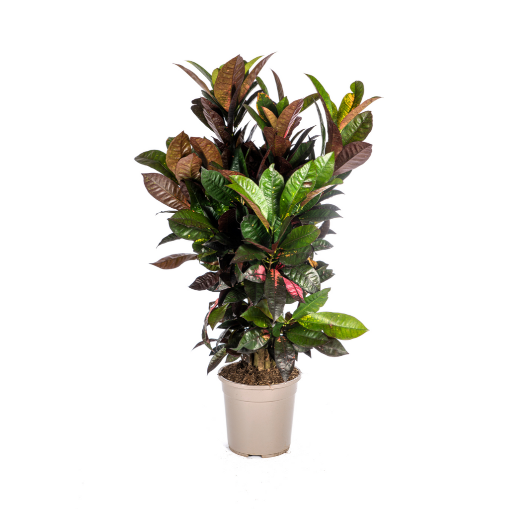 Codiaeum 'Croton' Iceton – Ø24 cm, 80–100 cm hoog