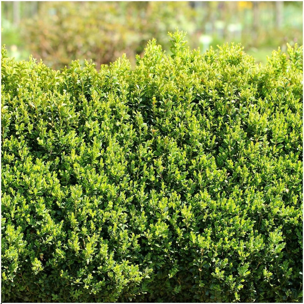 Buxus sempervirens hedge – Ø12 cm, 20–6 cm high – photo 2