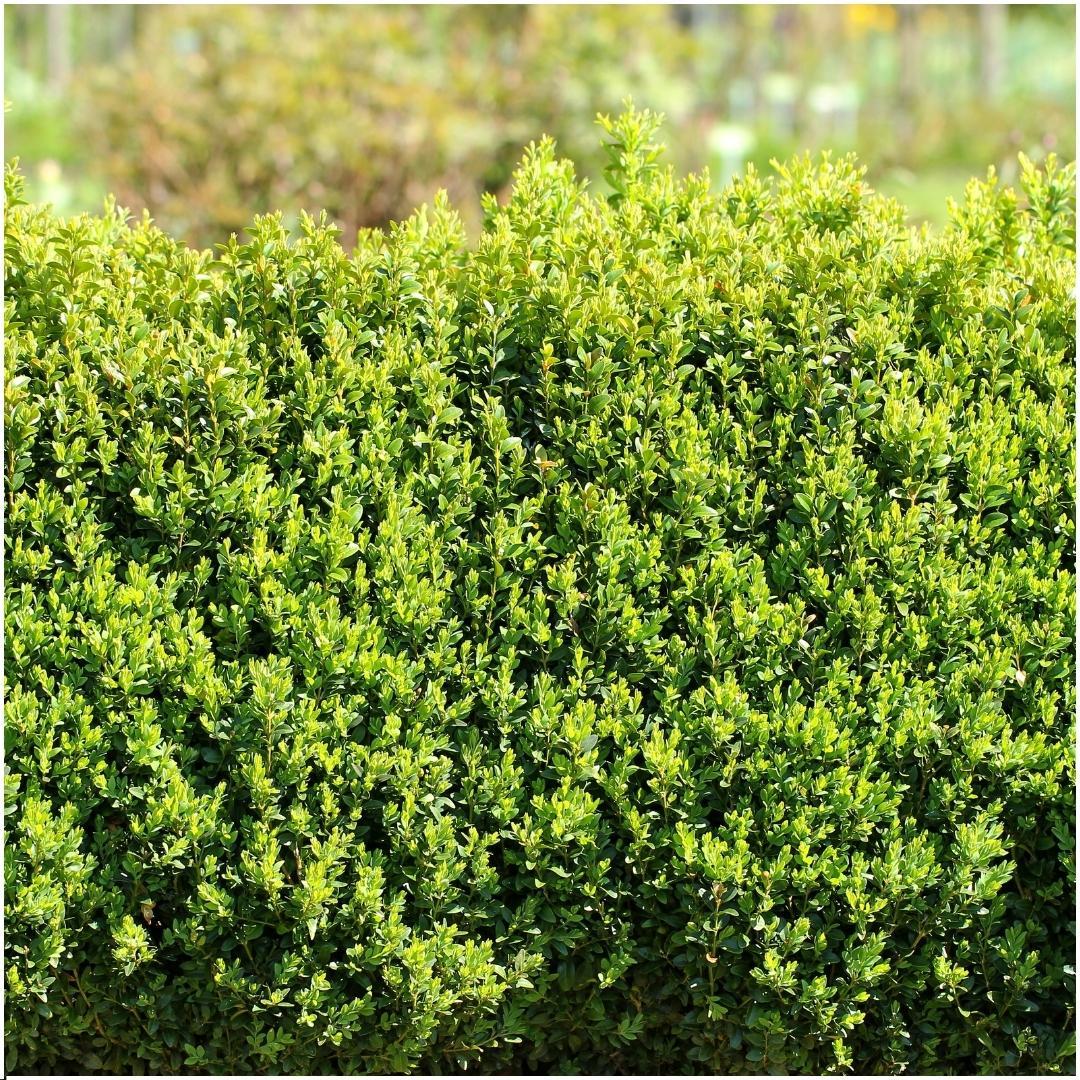Buxus sempervirens-Hecke – Ø 12 cm, 20–6 cm hoch