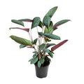 Ctenanthe Setosa (visgraatplant) – Ø17 cm, 60 cm hoog