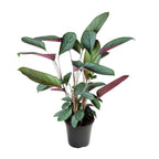 Ctenanthe Setosa (visgraatplant) – Ø17 cm, 60 cm hoog