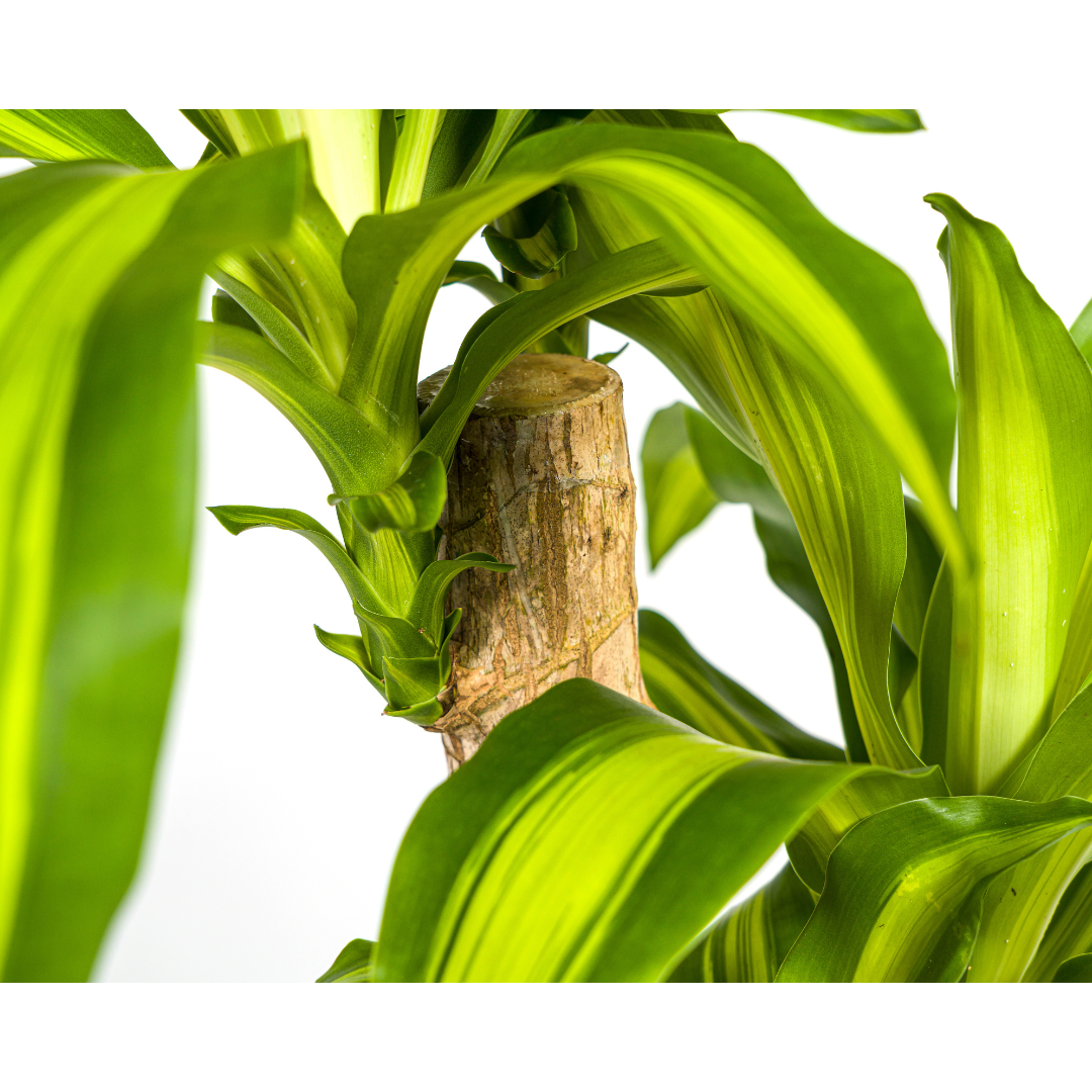 Dracaena fragrans Massangeana (Drachenbaum) – Ø 19 cm, 70–90 cm hoch