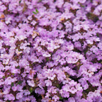 Thymus praecox 'Purple Beauty' (Zitronenzitronenmelisse) – 6 Pflanzen, Ø9 cm, 10–25 cm hoch