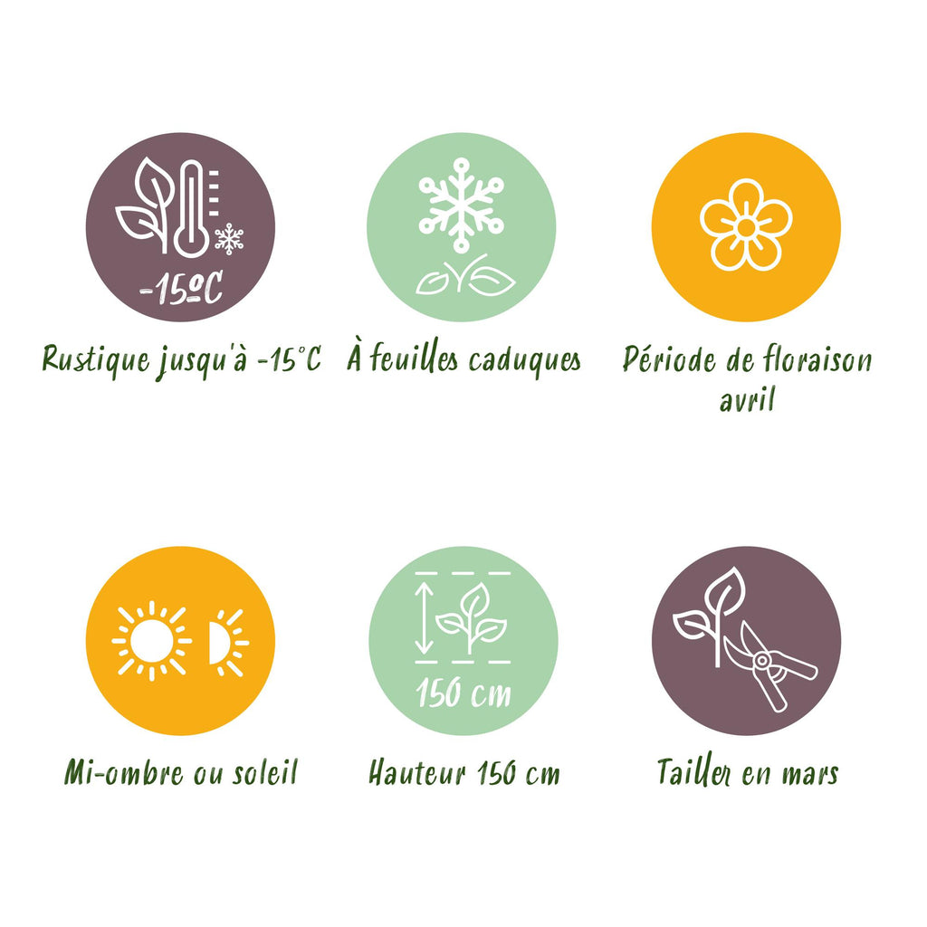 Magnolia stellata auf Stamm – Ø 19 cm, 90 cm hoch – Bild 7