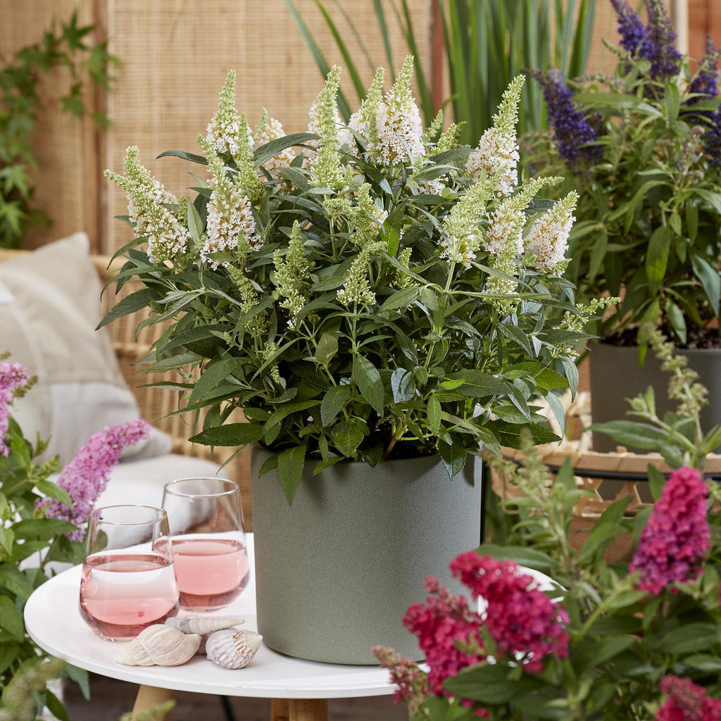 Buddleja davidii 'Butterfly Candy Little White' (vlinderstruik) – wit – 3 planten, Ø12 cm, 20–25 cm hoog