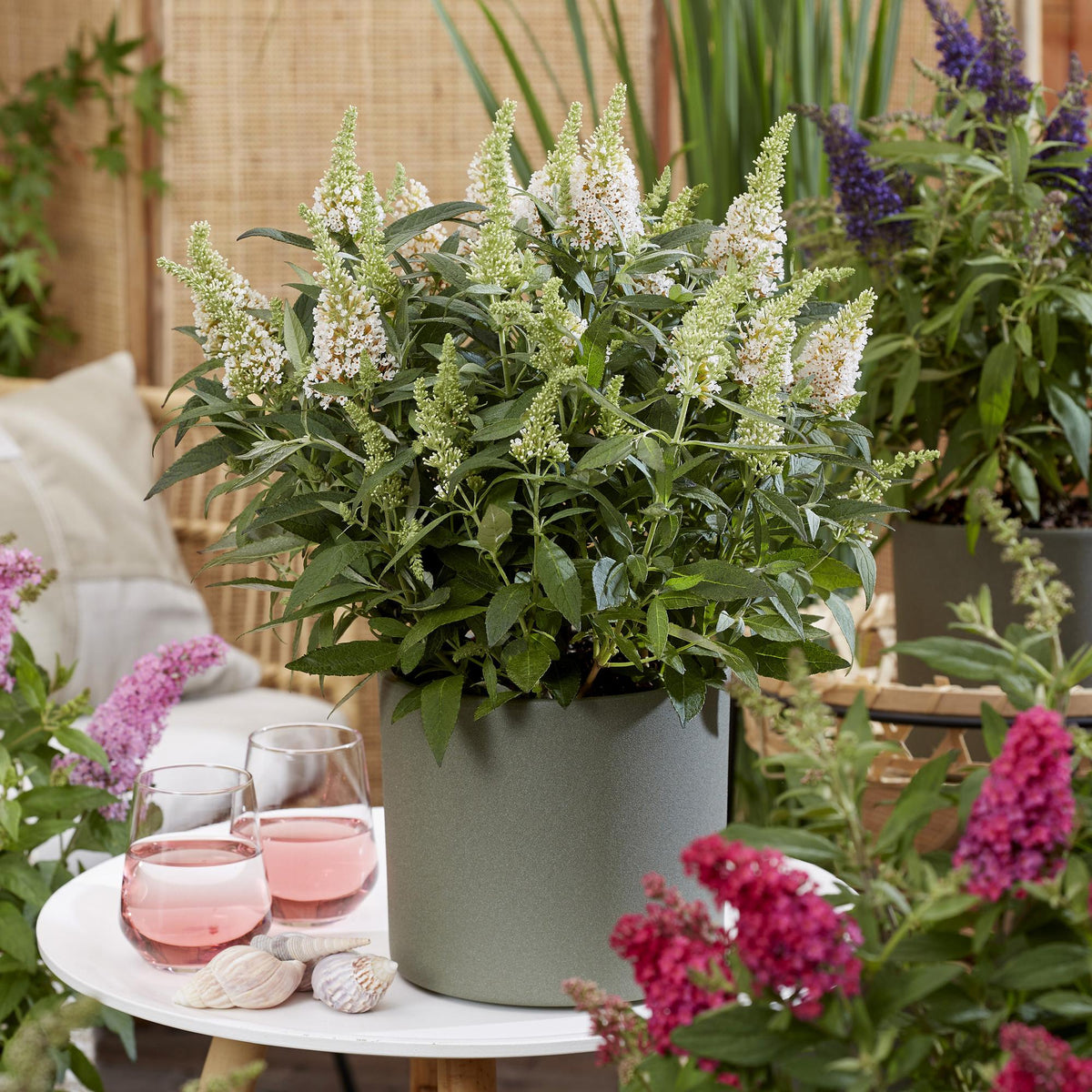 Buddleja davidii 'Butterfly Candy Little White' (vlinderstruik) – wit – 3 planten, Ø12 cm, 20–25 cm hoog
