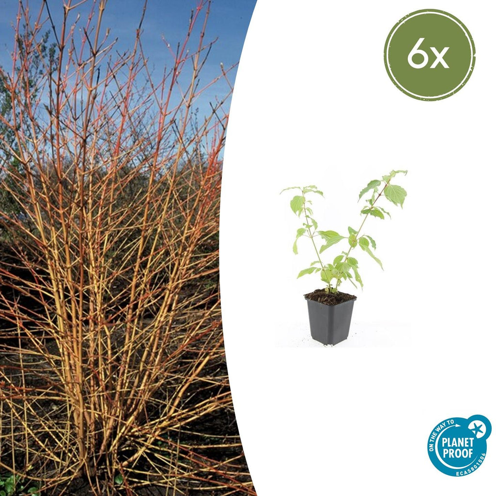 Cornus sanguineum 'Anny’s Winter Orange' (Kornelkirsche) – 6 Pflanzen, Ø9 cm, 10–25 cm hoch – Bild 2